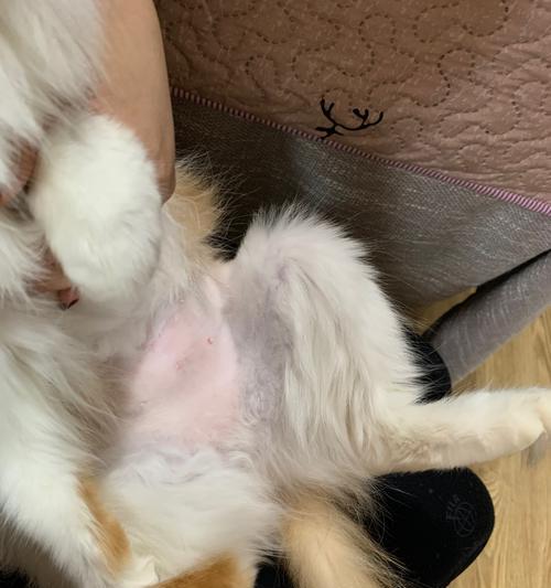 母猫生小猫时公猫在做什么？公猫对新生小猫有何影响？