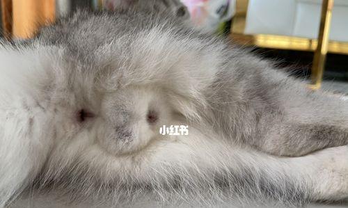 母猫生小猫时公猫在做什么？公猫对新生小猫有何影响？