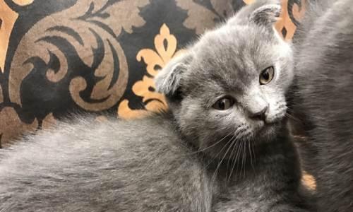 母折耳蓝猫配种方法是什么？需要注意哪些问题？