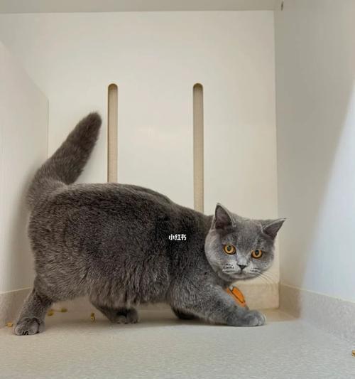 母折耳蓝猫配种方法是什么？需要注意哪些问题？