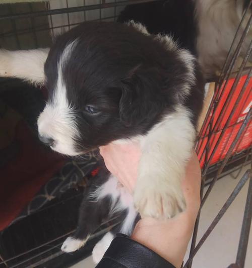 刚满月的牧羊犬如何照顾？需要注意哪些常见问题？