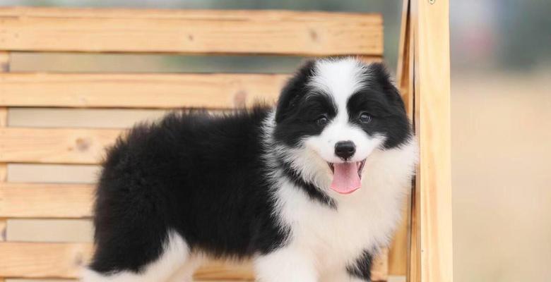 牧羊犬狗的价格是多少？购买一只牧羊犬狗需要注意什么？