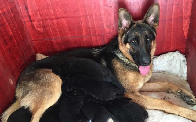 牧羊犬母狗长什么样？如何区分牧羊犬的性别特征？