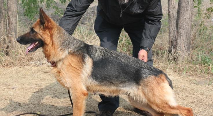 牧羊犬母狗长什么样？如何区分牧羊犬的性别特征？