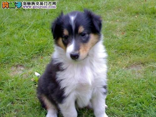 给牧羊犬取名字有什么好建议？如何选择一个合适的名称？