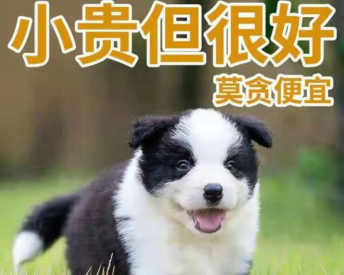 牧羊犬幼仔喂养指南：正确的饮食和护理方法是什么？