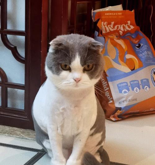 猫咪剃毛服务哪里找？选择剃毛地点的注意事项是什么？