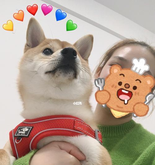 你给狗狗吃过蛋黄吗？蛋黄对狗狗健康的影响是什么？
