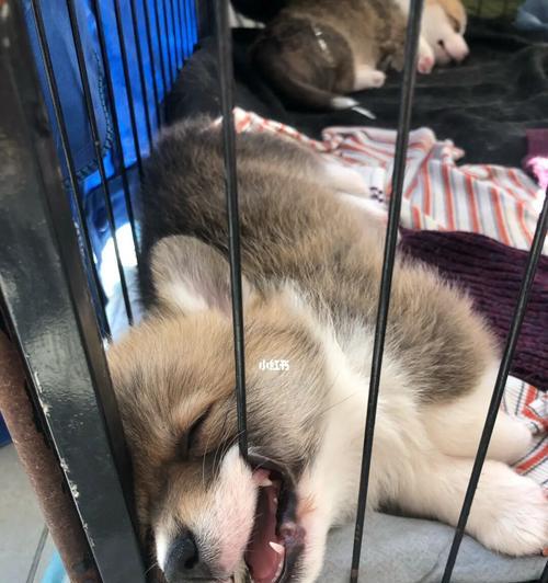 哦为累狗掌什么意思？这个网络流行语背后隐藏了什么含义？
