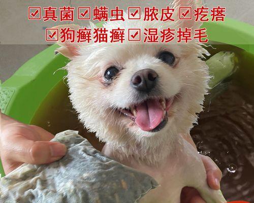 猫咪皮肤病吃什么食物有益？如何选择合适的猫粮？