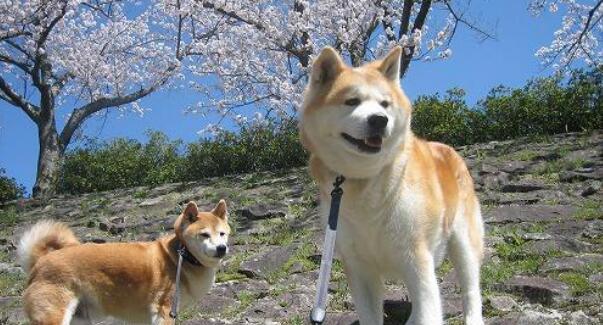秋田犬不肯走怎么办？常见原因及解决方法是什么？
