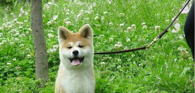 秋田犬不肯走怎么办？常见原因及解决方法是什么？