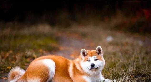 秋田犬为什么没人养？了解背后的原因和解决方案