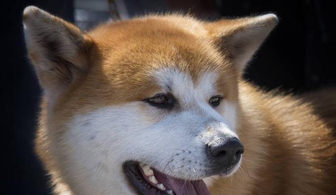秋田犬为什么没人养？了解背后的原因和解决方案