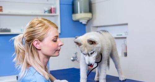 犬被电电到怎么急救？紧急处理步骤和注意事项是什么？