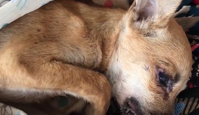 犬被电电到怎么急救？紧急处理步骤和注意事项是什么？