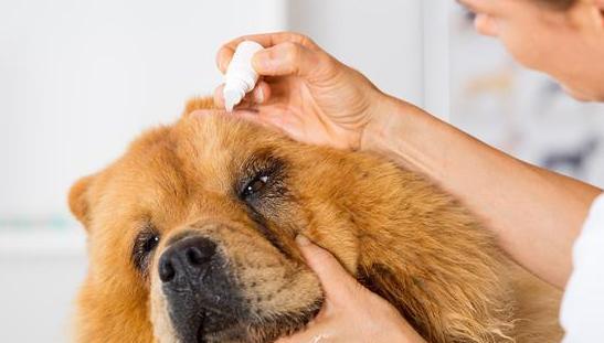 犬泪腺堵塞用什么药？如何有效治疗宠物泪痕问题？
