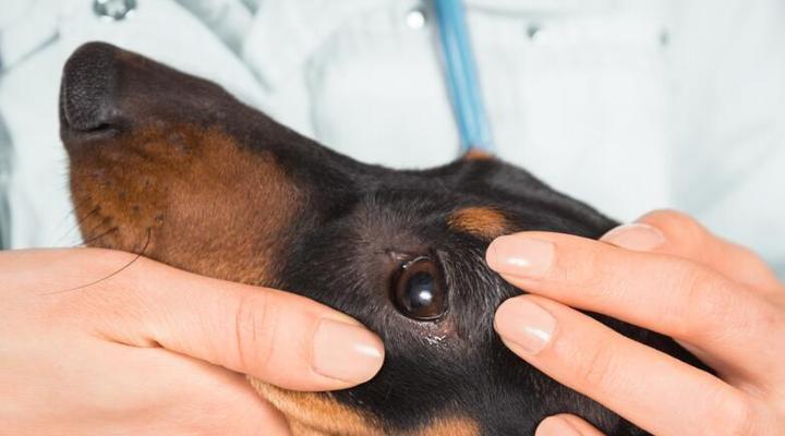 犬泪腺堵塞用什么药？如何有效治疗宠物泪痕问题？