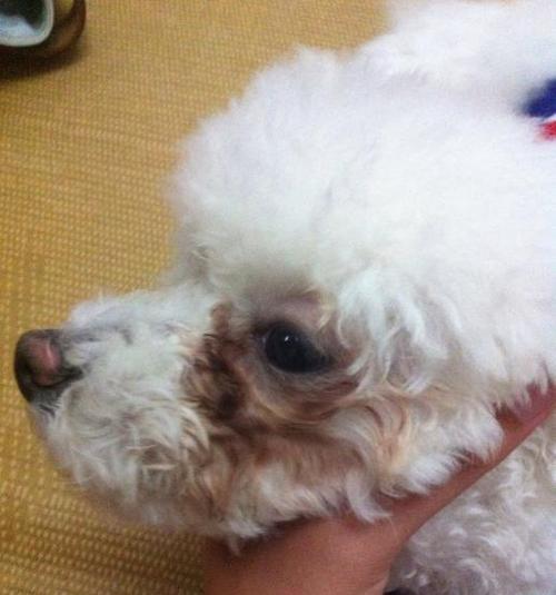 犬泪腺堵塞用什么药？如何有效治疗宠物泪痕问题？