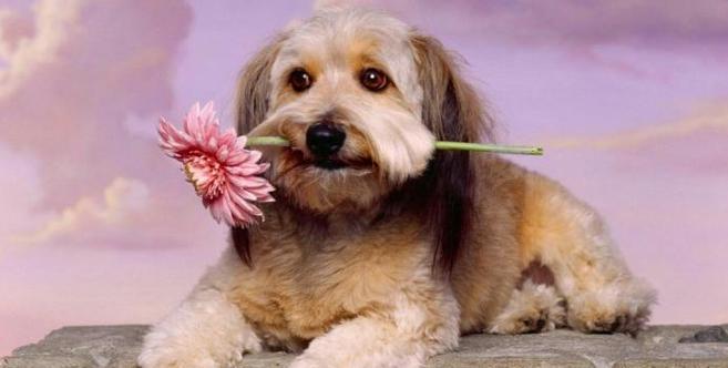 犬瘟热反复发烧如何处理？有效治疗方法有哪些？