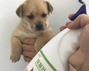犬瘟热治疗：狗狗应该服用哪些药物？