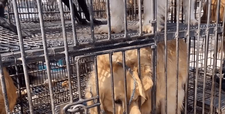 犬瘟热导致狗狗抽搐时会感到疼痛吗？