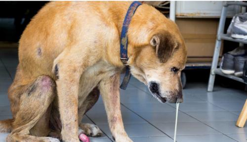 犬瘟热导致狗狗抽搐时会感到疼痛吗？