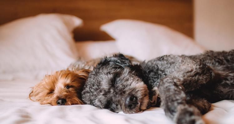 犬瘟期间幼犬能吃什么食物？如何照顾生病的小狗？
