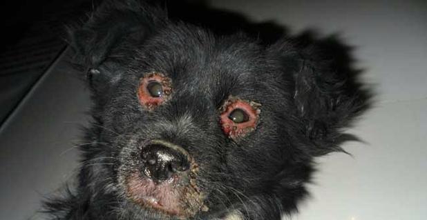 犬瘟期间幼犬能吃什么食物？如何照顾生病的小狗？