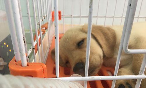 犬瘟死了用什么消毒？如何彻底清除病毒？