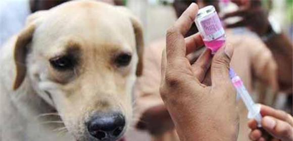 犬瘟治愈后可能出现哪些症状？如何正确识别和处理？