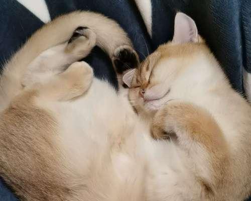如何惩罚小猫弹耳朵？正确纠正猫咪行为的方法是什么？
