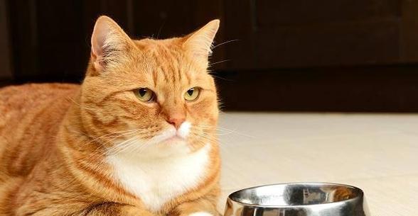 给小猫吃益生菌的正确方法是什么？常见问题有哪些？