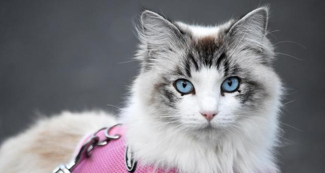 如何鉴别猫咪的品种？猫咪品种识别的常见问题有哪些？