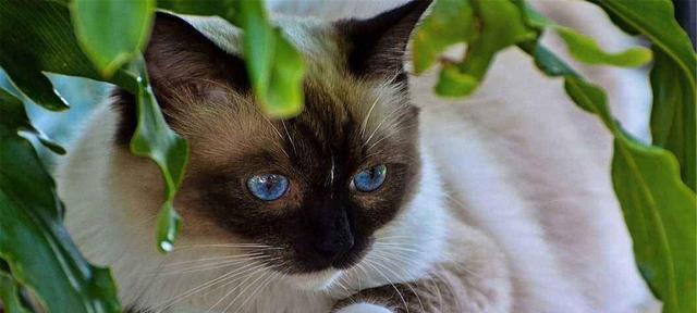 如何鉴别猫咪的品种？猫咪品种识别的常见问题有哪些？