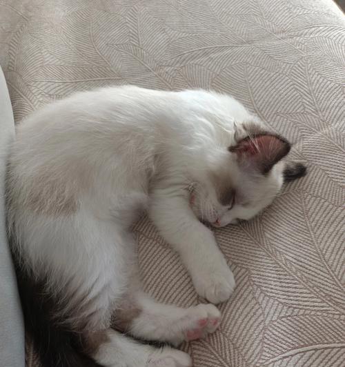 如何让小猫晚上安静睡觉？解决小猫夜间活动的5个方法？