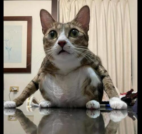 训练猫咪使用蹲厕的正确方法是什么？需要多长时间才能学会？