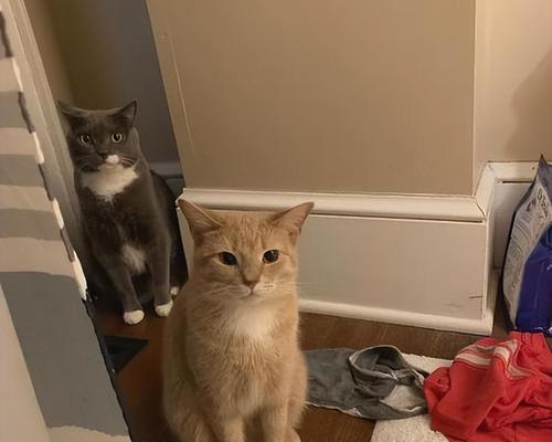 训练猫咪使用蹲厕的正确方法是什么？需要多长时间才能学会？