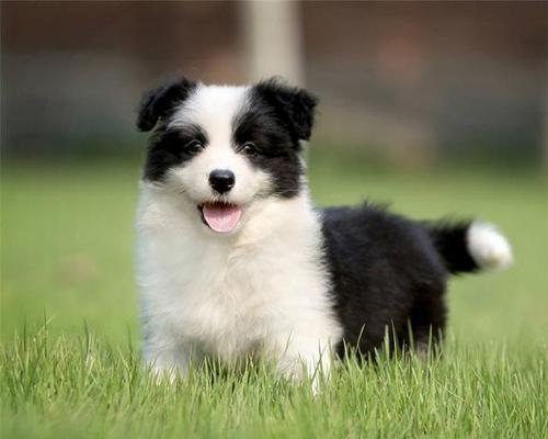 三个月大的牧羊犬应该吃什么？喂养指南和常见问题解答