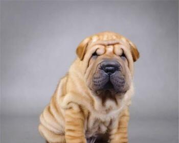 沙皮犬属于什么体型？沙皮犬的体型特点有哪些？