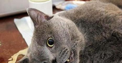 深圳猫咪绝育多少钱？手术费用及注意事项解析