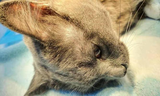 深圳猫咪绝育多少钱？手术费用及注意事项解析
