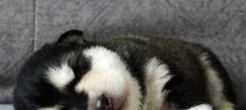 什么狗品种最听话粘人？如何训练狗狗更亲近人？