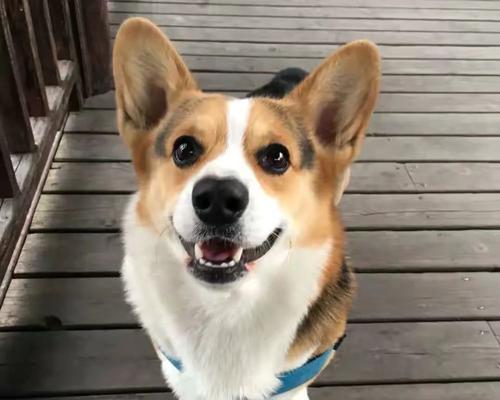 什么狗长不大还好养？小型犬品种推荐及养护指南？