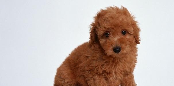 什么狗长不大还好养？小型犬品种推荐及养护指南？
