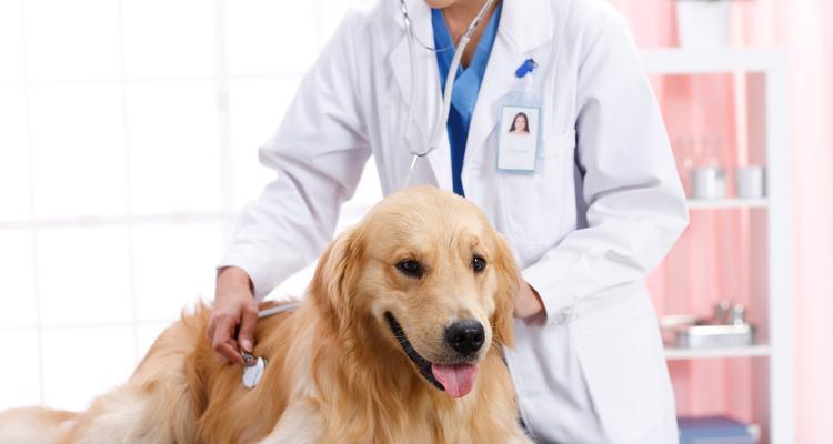 什么狗狗比较容易生病？如何预防常见疾病？