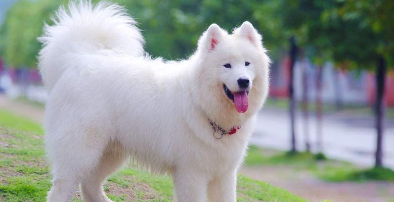 什么狗狗品种既乖巧又体型小？