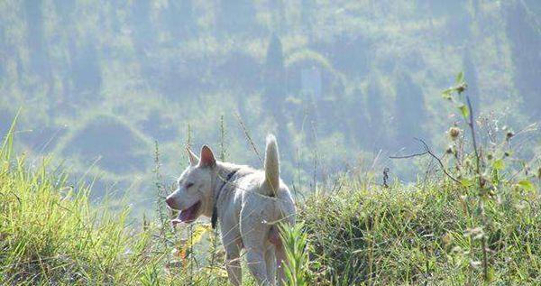什么犬种最适合山地捕猎？山地狩猎最佳犬种推荐？