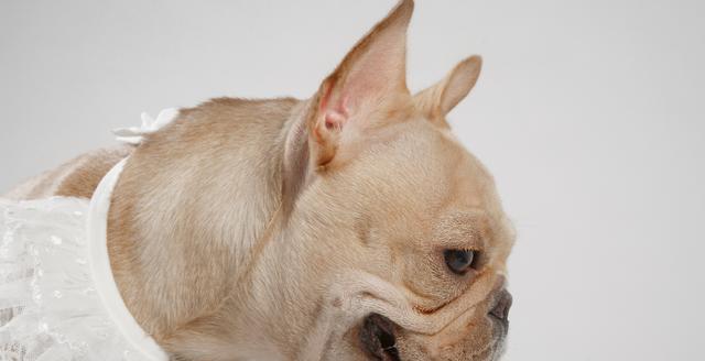 什么犬种容易出现难产？如何预防和处理？