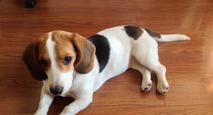 什么颜色的比格犬更受欢迎？选择比格犬颜色的常见问题解答？